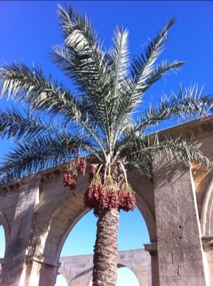 Random date palm in the sunshine